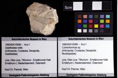 Foto (Objket + Etiketten) von Culmenformosa sp. 